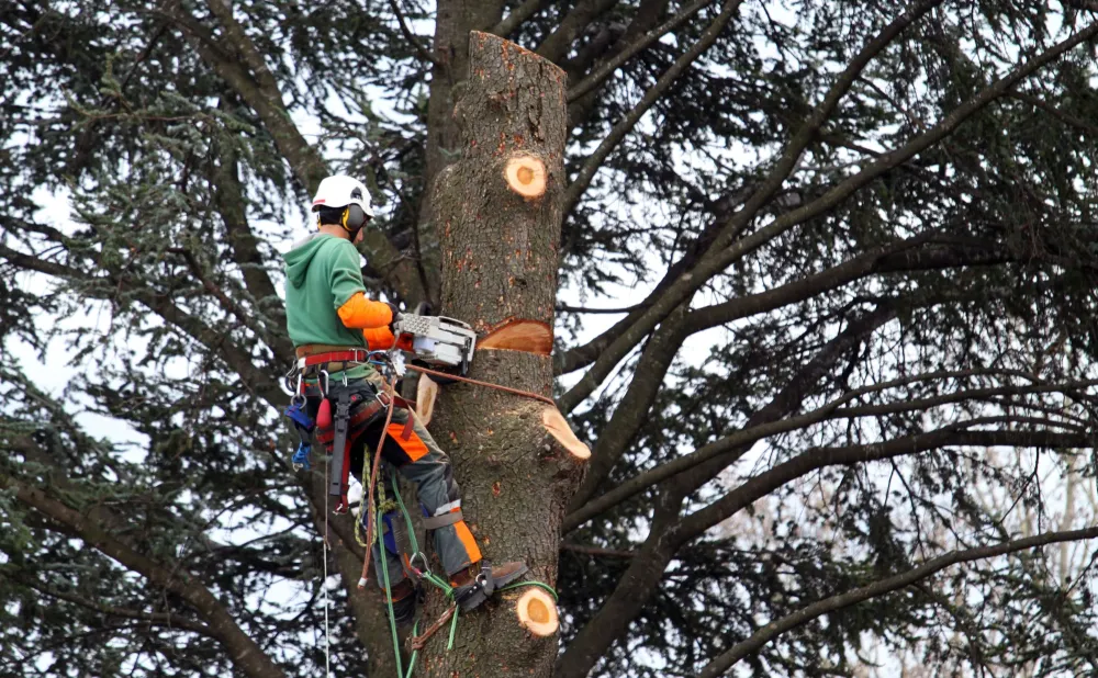 Taille d'arbre à Verneuil d'Avre et d'Iton