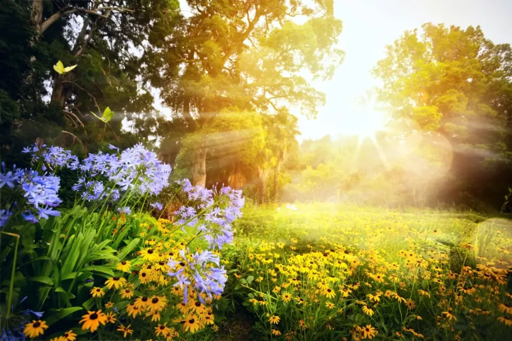 jardin fleuri